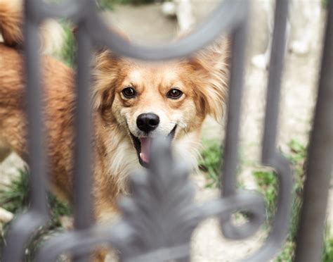 Lassie, Pies Podwórkowy, serial o przygodach bohaterskiego psa i jego związku z ludźmi